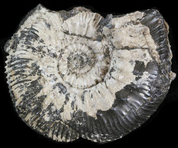 Wide Kosmoceras Ammonite - England #42660